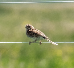 Emberiza schoeniclus