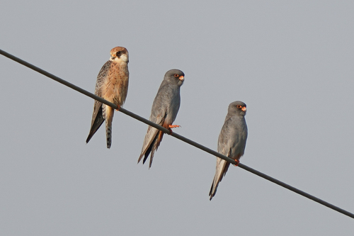 Cernícalo patirrojo (Falco vespertinus)
