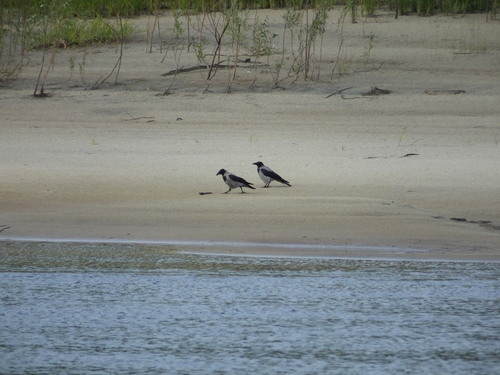 Hooded Crow
