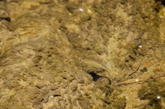 Hesperoleucus symmetricus