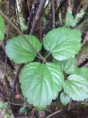 Viburnum ellipticum