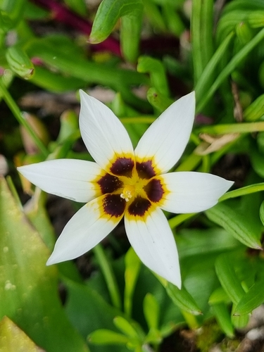 Romulea barkerae