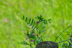 Vicia sativa