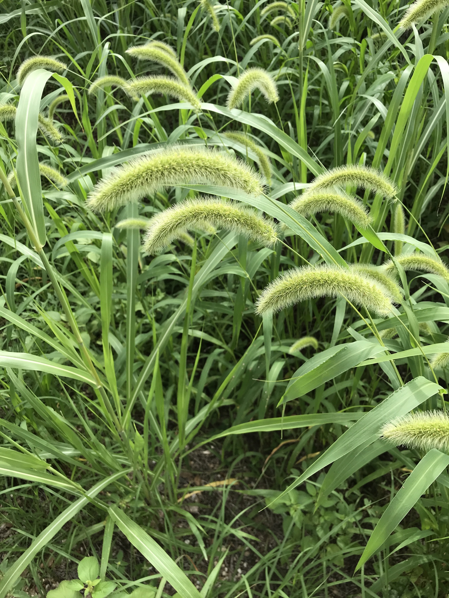 (c) , aucun droit réservé (CC0) https://www.inaturalist.org/observations/27447771