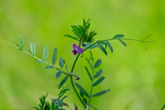 Vicia sativa
