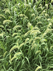 Setaria italica