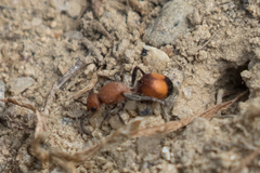Dasymutilla ursus