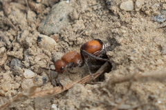 Dasymutilla ursus