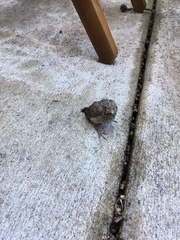 Haemorhous mexicanus