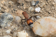 Dasymutilla ursus