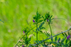 Vicia sativa