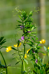 Vicia sativa