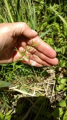 Stellaria longifolia