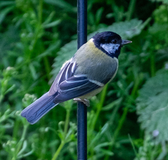 Parus major