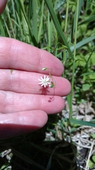 Stellaria longifolia