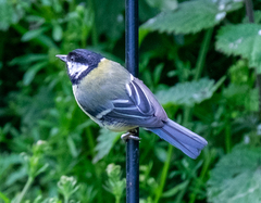 Parus major
