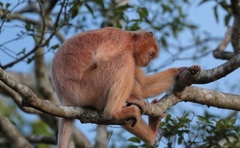 Trachypithecus cristatus