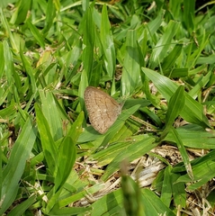 Hermeuptychia isabella
