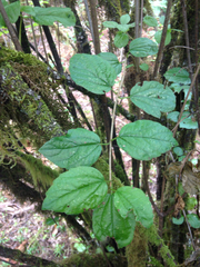Viburnum ellipticum