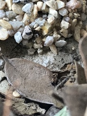 Dianthidium texanum