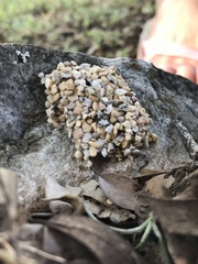 Dianthidium texanum