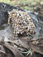Dianthidium texanum