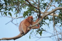 Trachypithecus cristatus