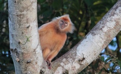 Trachypithecus cristatus