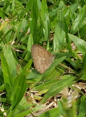 Hermeuptychia isabella
