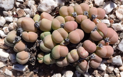Image of Gibbaeum heathii by (c) Nicola van Berkel, some rights reserved (CC BY-SA)