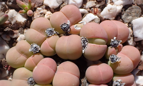 Gibbaeum heathii