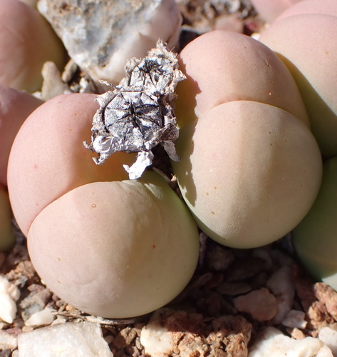 Gibbaeum heathii