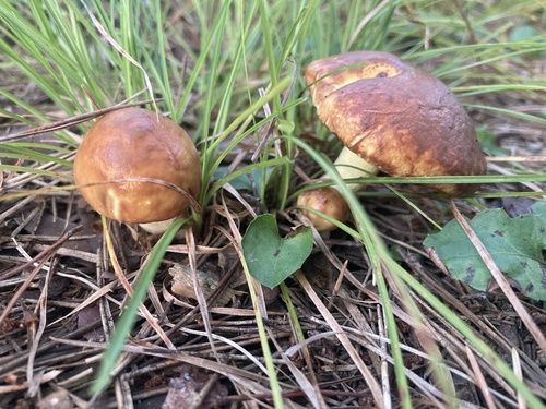 Suillus granulatus