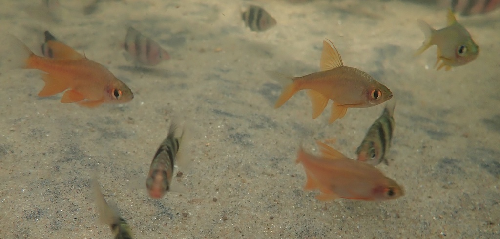 Pallaides Rasbora