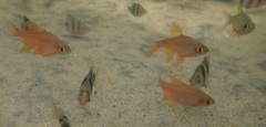 Pallaides Rasbora photo 1