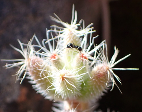 Image of Trichodiadema burgeri by (c) Nicola van Berkel, some rights reserved (CC BY-SA)