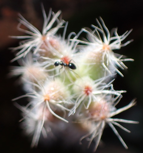 Image of Trichodiadema burgeri by (c) Nicola van Berkel, some rights reserved (CC BY-SA)