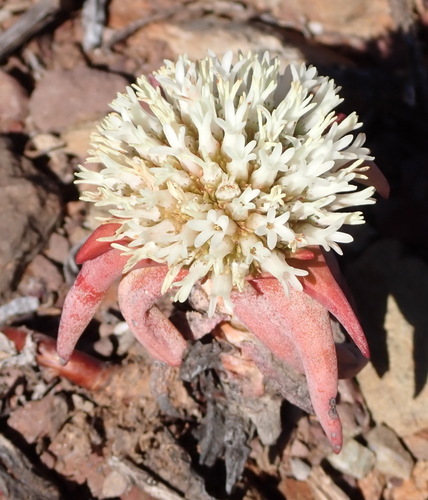 Crassula congesta