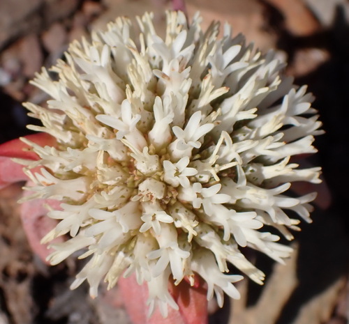 Crassula congesta