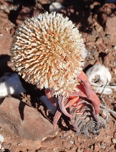 Crassula congesta