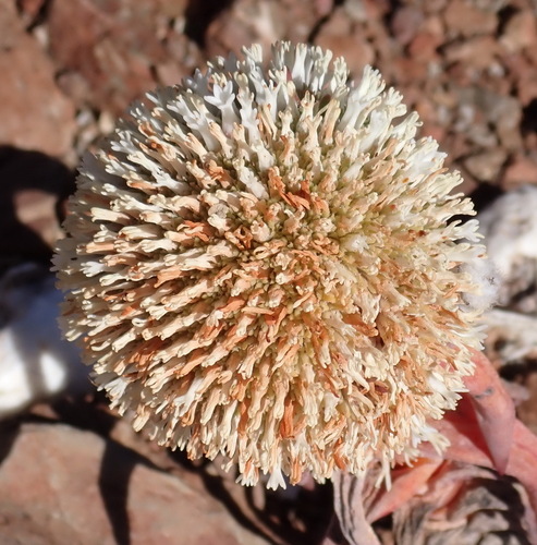 Crassula congesta