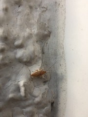 Ectobius pallidus