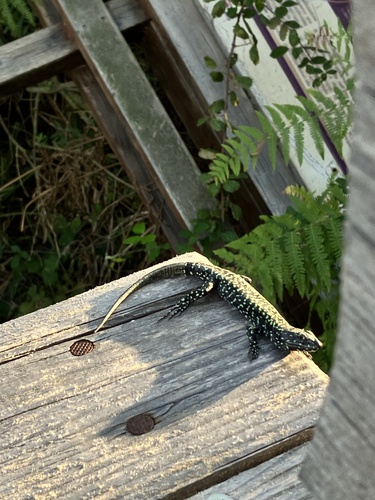 Lézard des murailles