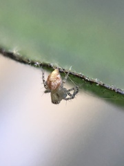 Oxyopes scalaris