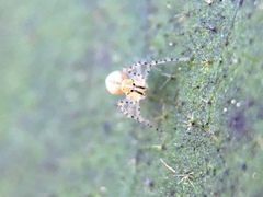 Oxyopes scalaris