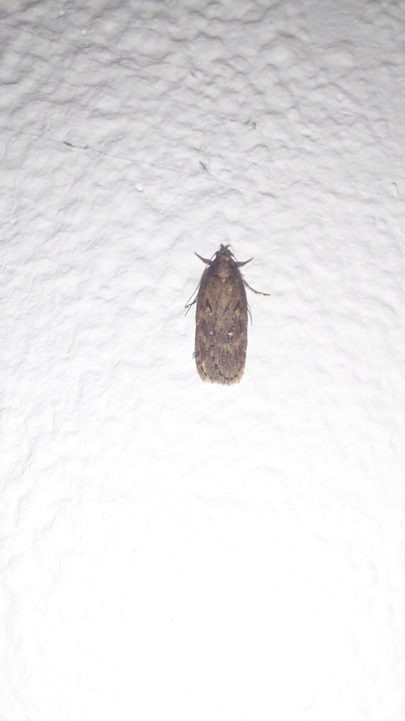 White-spot Flat-body