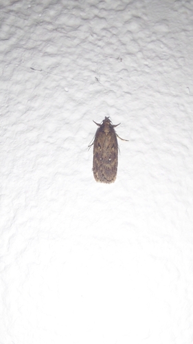 White-spot Flat-body