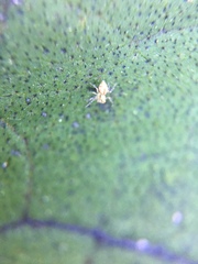 Oxyopes scalaris