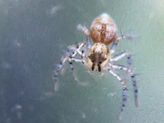 Oxyopes scalaris