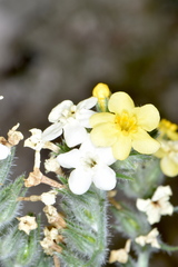 Oreocarya confertiflora